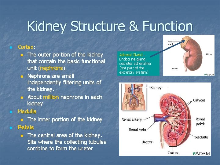 Kidney Structure & Function n Cortex: Cortex n The outer portion of the kidney