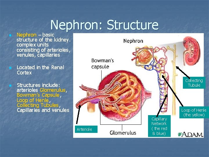 Nephron: Structure n n n Nephron – basic structure of the kidney. complex units