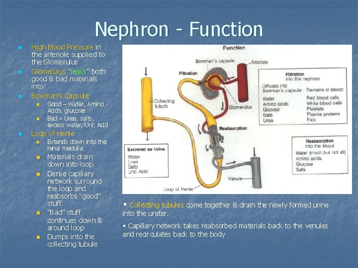 Nephron - Function n High Blood Pressure in the arteriole supplied to the Glomerulus