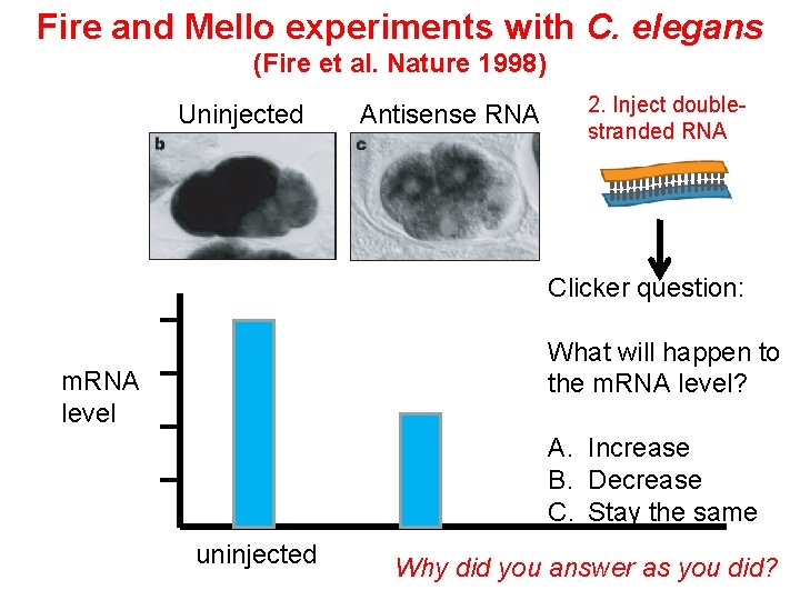 Fire and Mello experiments with C. elegans (Fire et al. Nature 1998) Uninjected Antisense Fire and Mello experiments with C. elegans (Fire et al. Nature 1998) Uninjected Antisense