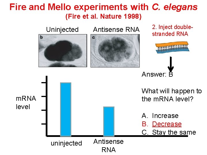 Fire and Mello experiments with C. elegans (Fire et al. Nature 1998) Uninjected Antisense Fire and Mello experiments with C. elegans (Fire et al. Nature 1998) Uninjected Antisense