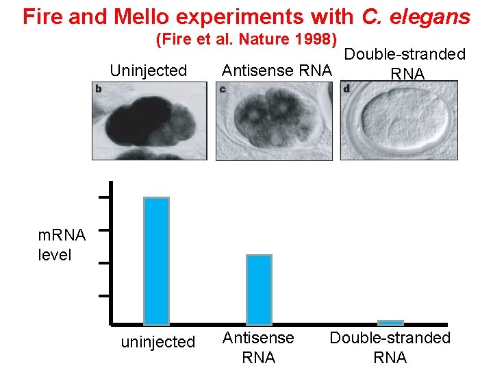 Fire and Mello experiments with C. elegans (Fire et al. Nature 1998) Uninjected Double-stranded Fire and Mello experiments with C. elegans (Fire et al. Nature 1998) Uninjected Double-stranded