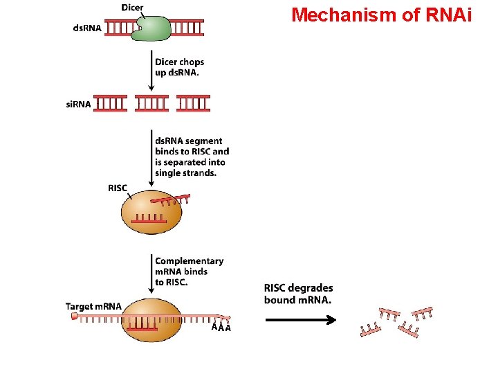 Mechanism of RNAi Mechanism of RNAi