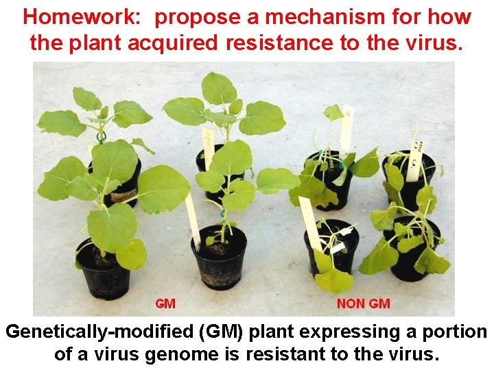 Homework: propose a mechanism for how the plant acquired resistance to the virus. Genetically-modified Homework: propose a mechanism for how the plant acquired resistance to the virus. Genetically-modified
