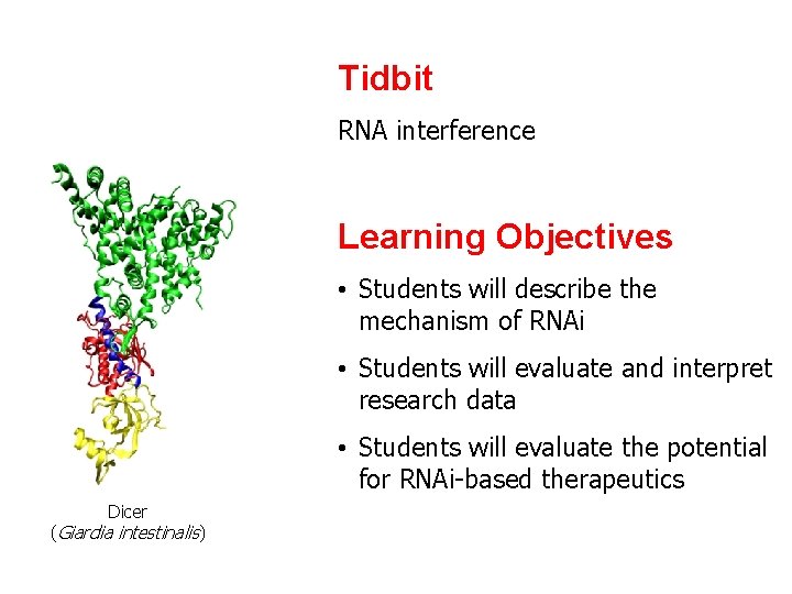 Tidbit RNA interference Learning Objectives • Students will describe the mechanism of RNAi • Tidbit RNA interference Learning Objectives • Students will describe the mechanism of RNAi •