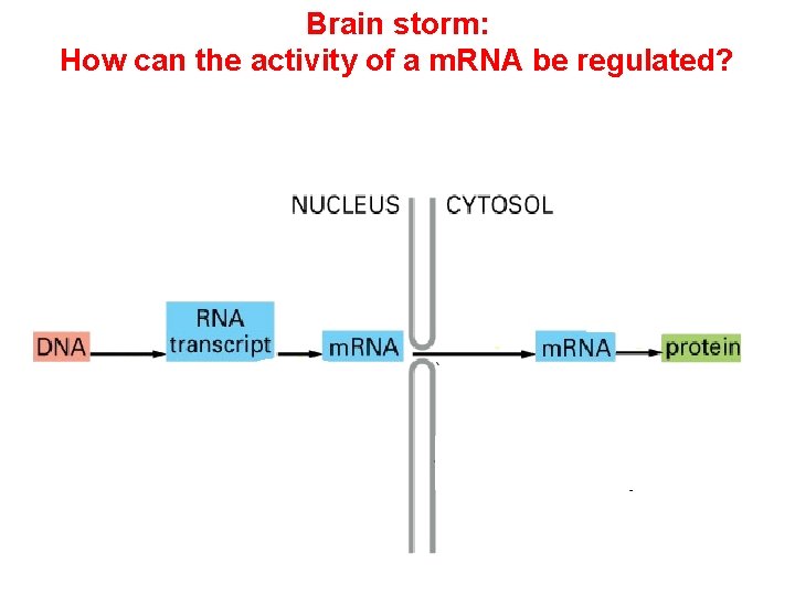 Brain storm: How can the activity of a m. RNA be regulated? Brain storm: How can the activity of a m. RNA be regulated?