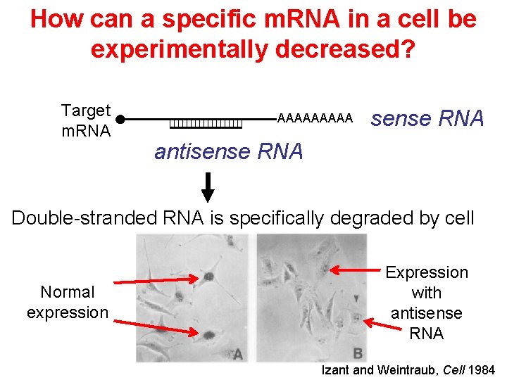 How can a specific m. RNA in a cell be experimentally decreased? Target m. How can a specific m. RNA in a cell be experimentally decreased? Target m.
