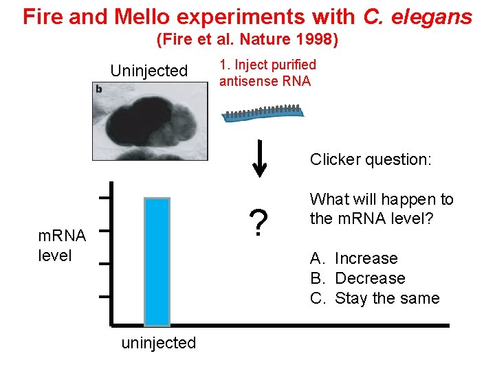 Fire and Mello experiments with C. elegans (Fire et al. Nature 1998) Uninjected 1. Fire and Mello experiments with C. elegans (Fire et al. Nature 1998) Uninjected 1.