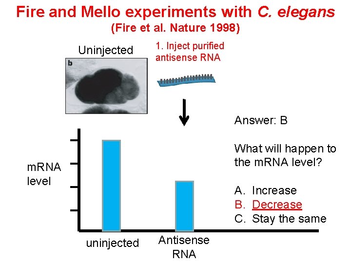 Fire and Mello experiments with C. elegans (Fire et al. Nature 1998) Uninjected 1. Fire and Mello experiments with C. elegans (Fire et al. Nature 1998) Uninjected 1.
