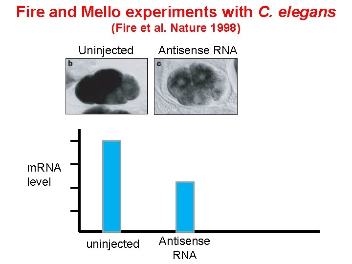 Fire and Mello experiments with C. elegans (Fire et al. Nature 1998) Uninjected Antisense Fire and Mello experiments with C. elegans (Fire et al. Nature 1998) Uninjected Antisense