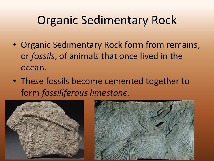 Organic Sedimentary Rock • Organic Sedimentary Rock form from remains, or fossils, of animals