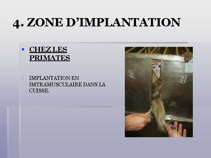 4. ZONE D’IMPLANTATION § CHEZ LES PRIMATES - IMPLANTATION EN IMTRAMUSCULAIRE DANS LA CUISSE.