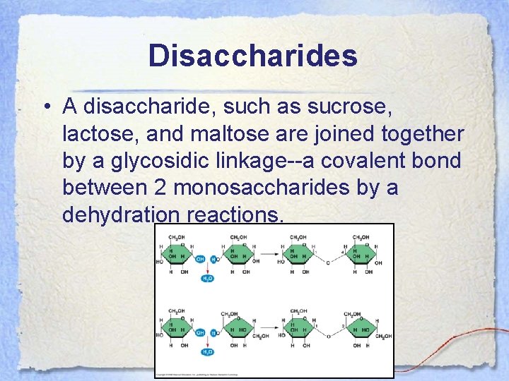 Disaccharides • A disaccharide, such as sucrose, lactose, and maltose are joined together by