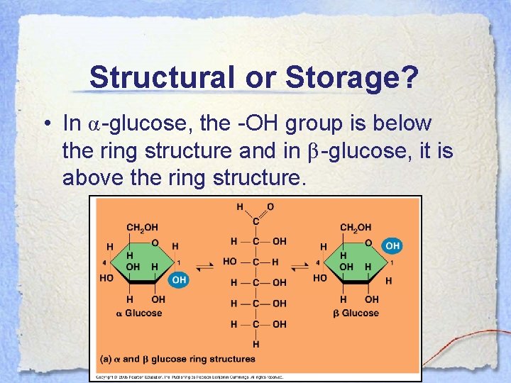 Structural or Storage? • In α-glucose, the -OH group is below the ring structure