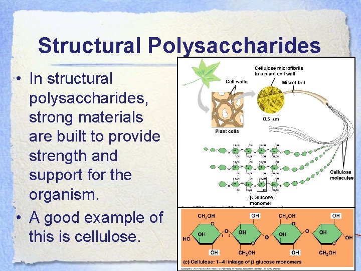 Structural Polysaccharides • In structural polysaccharides, strong materials are built to provide strength and