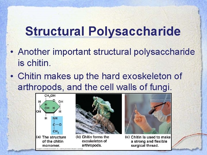 Structural Polysaccharide • Another important structural polysaccharide is chitin. • Chitin makes up the