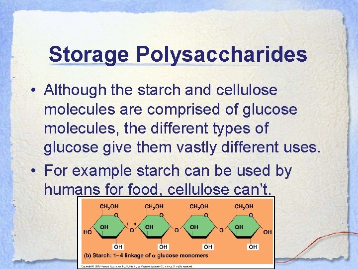 Storage Polysaccharides • Although the starch and cellulose molecules are comprised of glucose molecules,