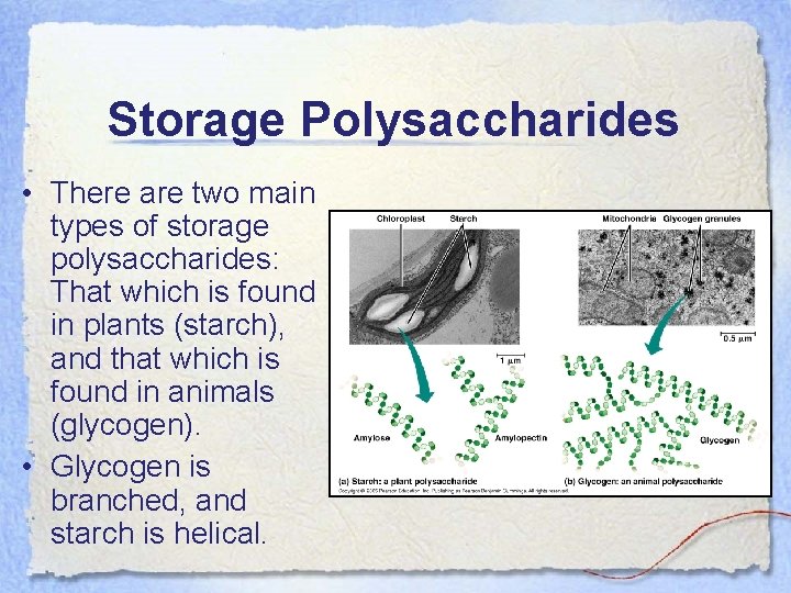 Storage Polysaccharides • There are two main types of storage polysaccharides: That which is