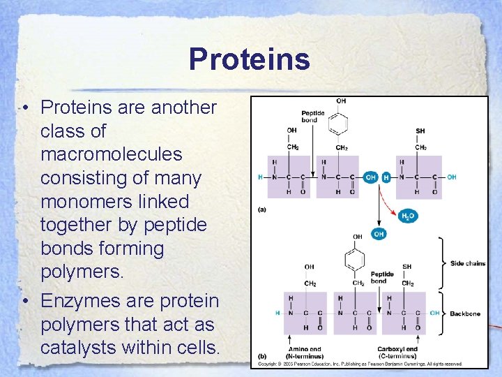 Proteins • Proteins are another class of macromolecules consisting of many monomers linked together