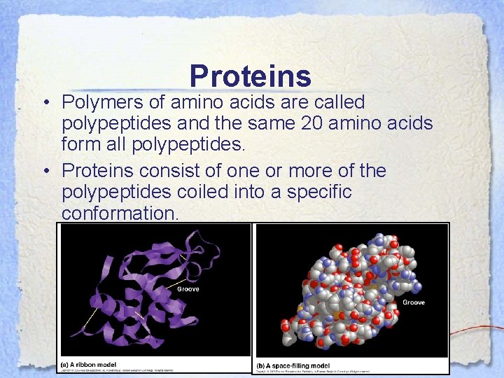 Proteins • Polymers of amino acids are called polypeptides and the same 20 amino