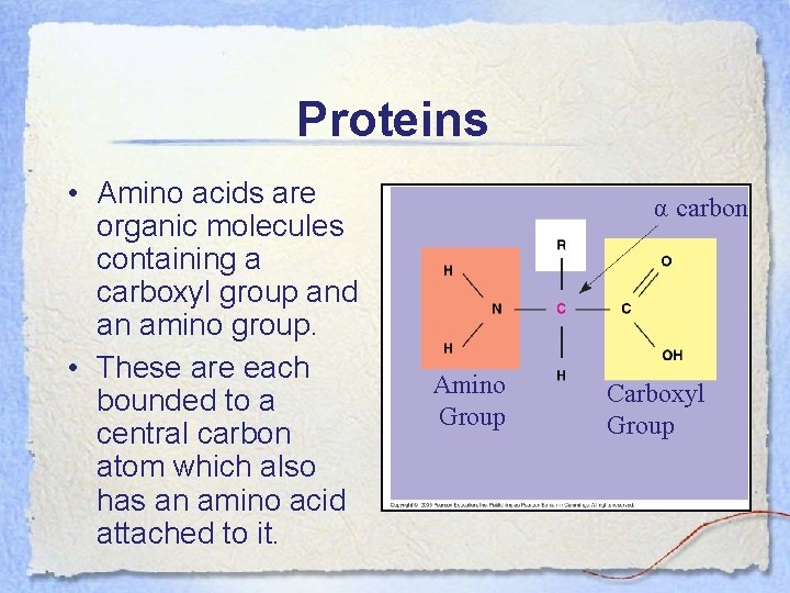 Proteins • Amino acids are organic molecules containing a carboxyl group and an amino