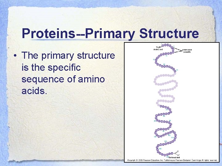 Proteins--Primary Structure • The primary structure is the specific sequence of amino acids. 