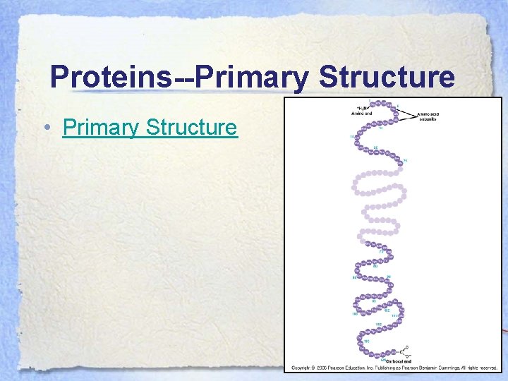 Proteins--Primary Structure • Primary Structure 