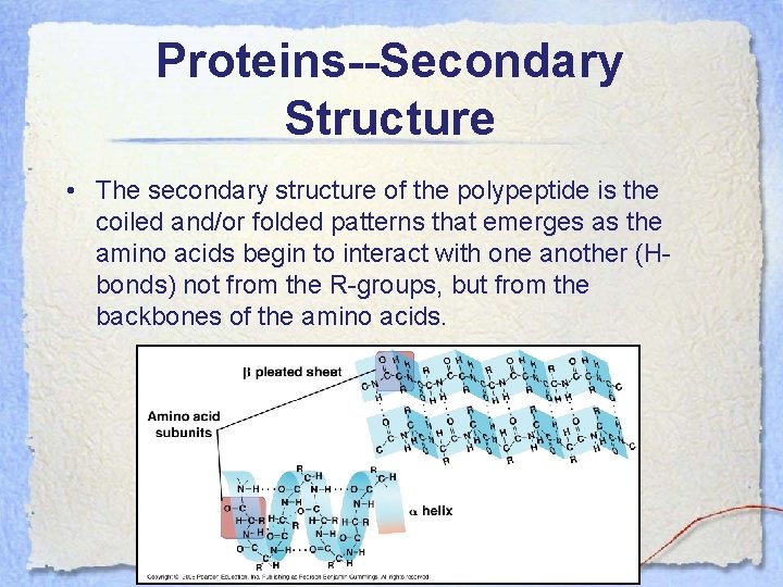 Proteins--Secondary Structure • The secondary structure of the polypeptide is the coiled and/or folded