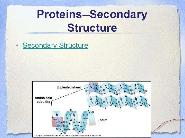 Proteins--Secondary Structure • Secondary Structure 