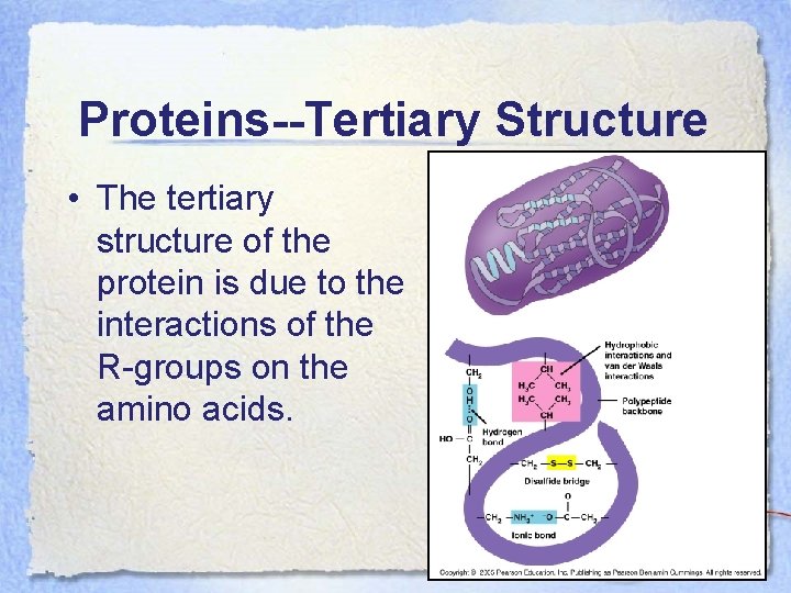 Proteins--Tertiary Structure • The tertiary structure of the protein is due to the interactions