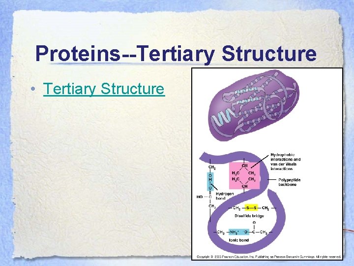 Proteins--Tertiary Structure • Tertiary Structure 