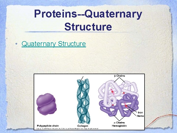 Proteins--Quaternary Structure • Quaternary Structure 