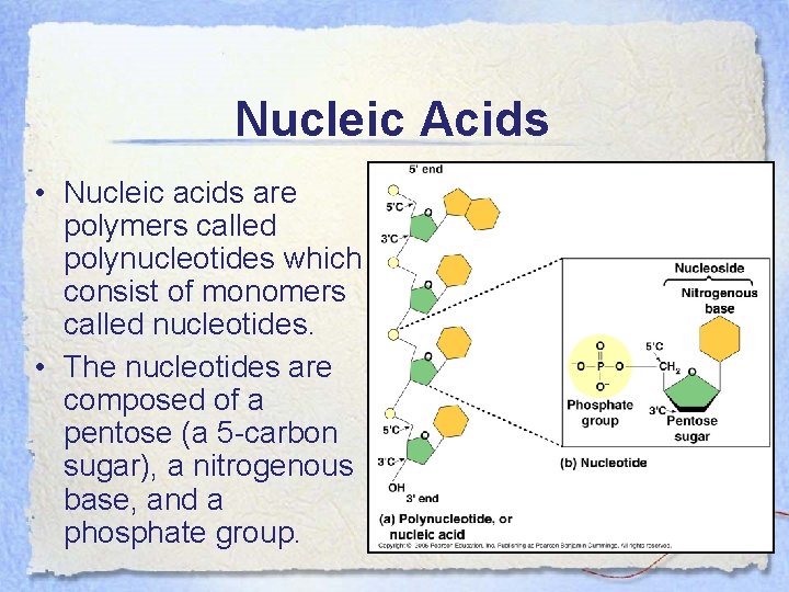 Nucleic Acids • Nucleic acids are polymers called polynucleotides which consist of monomers called