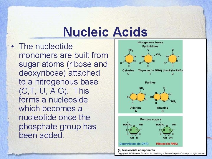 Nucleic Acids • The nucleotide monomers are built from sugar atoms (ribose and deoxyribose)