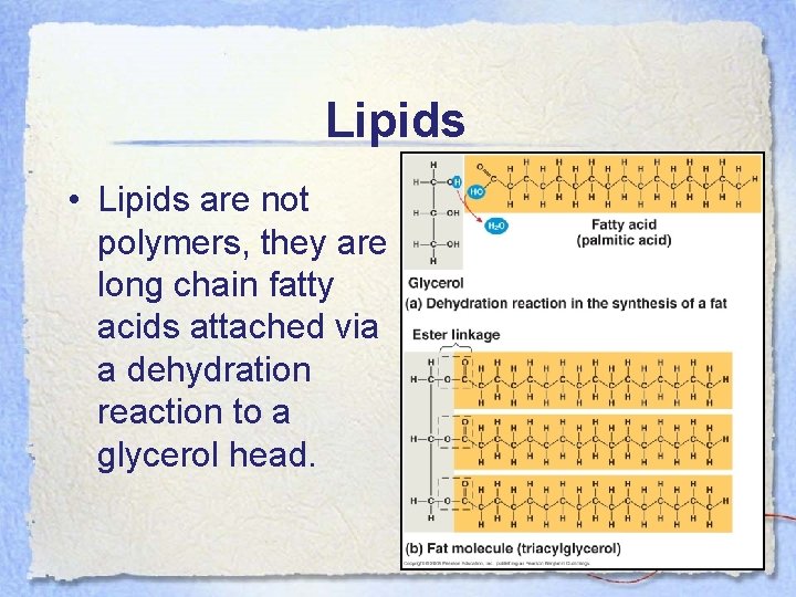 Lipids • Lipids are not polymers, they are long chain fatty acids attached via