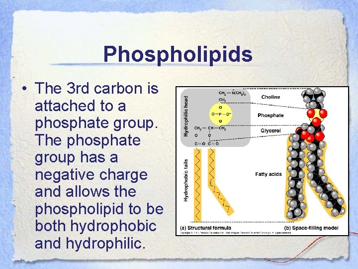 Phospholipids • The 3 rd carbon is attached to a phosphate group. The phosphate