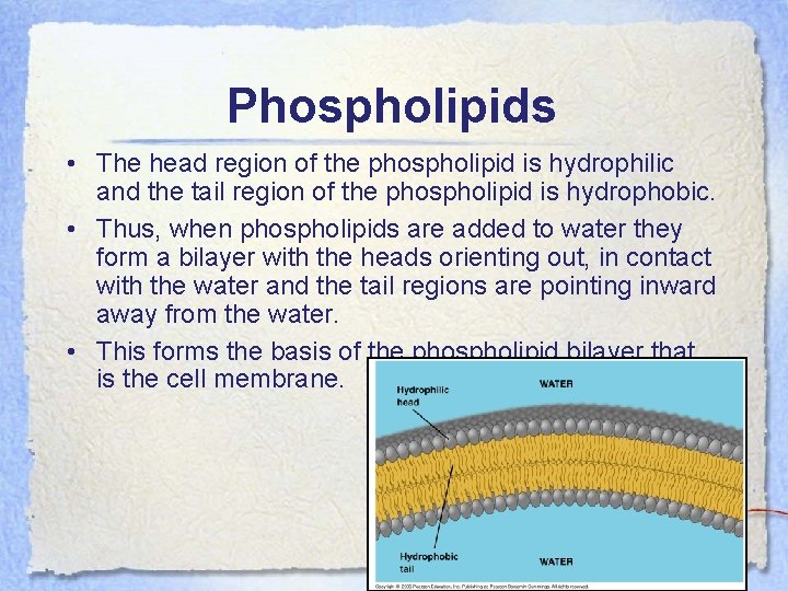 Phospholipids • The head region of the phospholipid is hydrophilic and the tail region