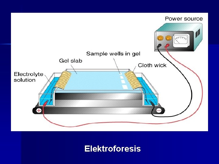 Elektroforesis 