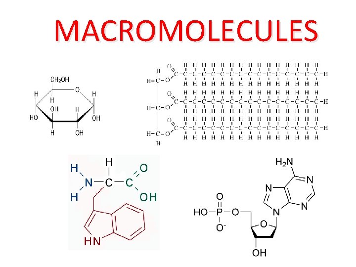MACROMOLECULES 