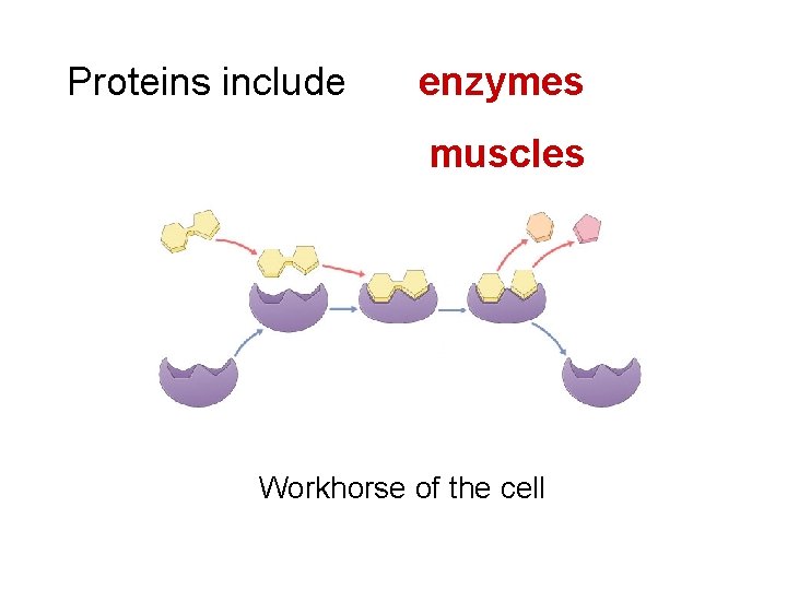 Proteins include enzymes muscles Workhorse of the cell 