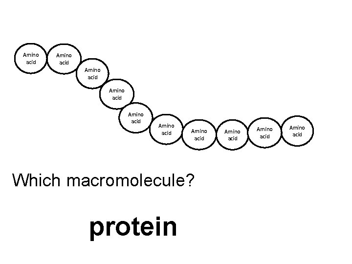 Amino acid Amino acid Which macromolecule? protein Amino acid 