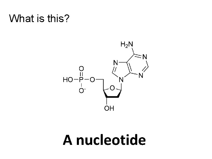 What is this? A nucleotide 