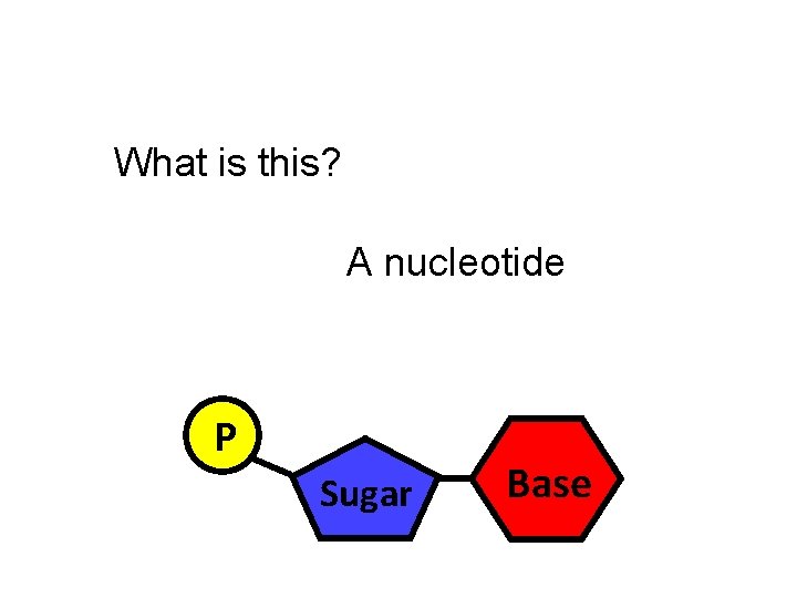 What is this? A nucleotide P Sugar Base 