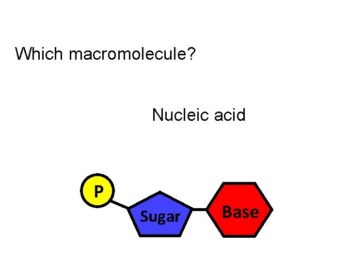 Which macromolecule? Nucleic acid P Sugar Base 