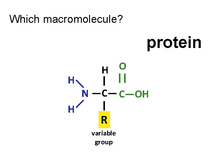 Which macromolecule? protein H O H | || —C— C—OH —N— | H R