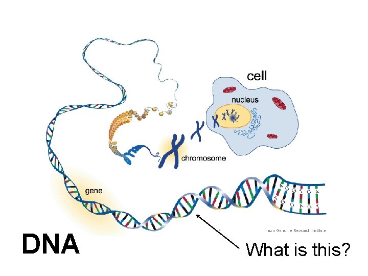 DNA What is this? 