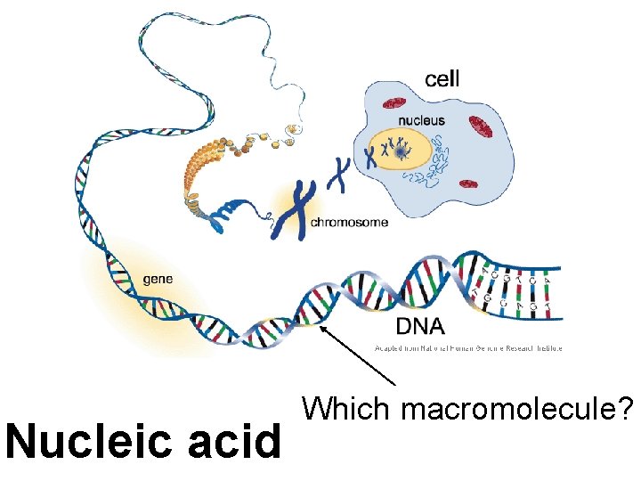 Nucleic acid Which macromolecule? 