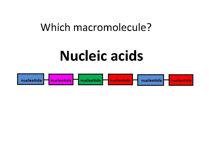 Which macromolecule? Nucleic acids nucleotide nucleotide 