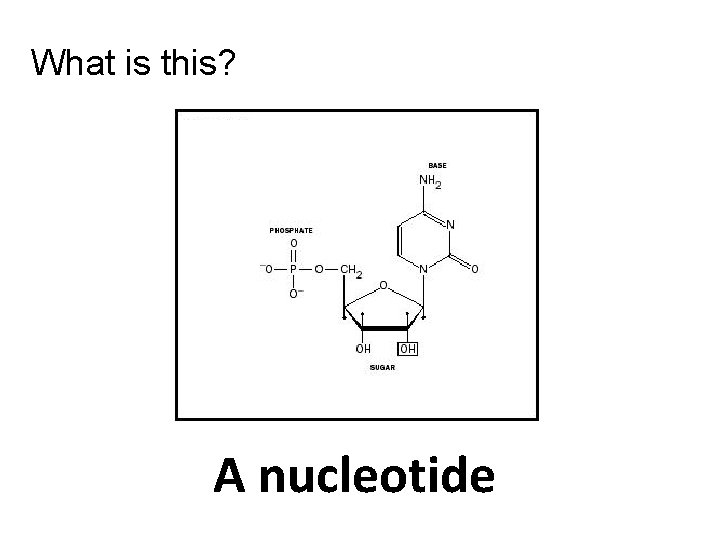 What is this? A nucleotide 
