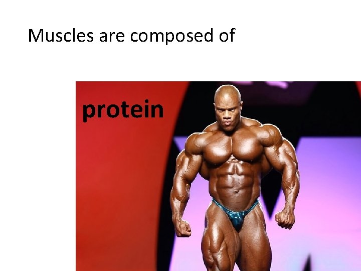 Muscles are composed of protein 